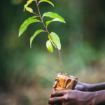 Proyectos reforestación